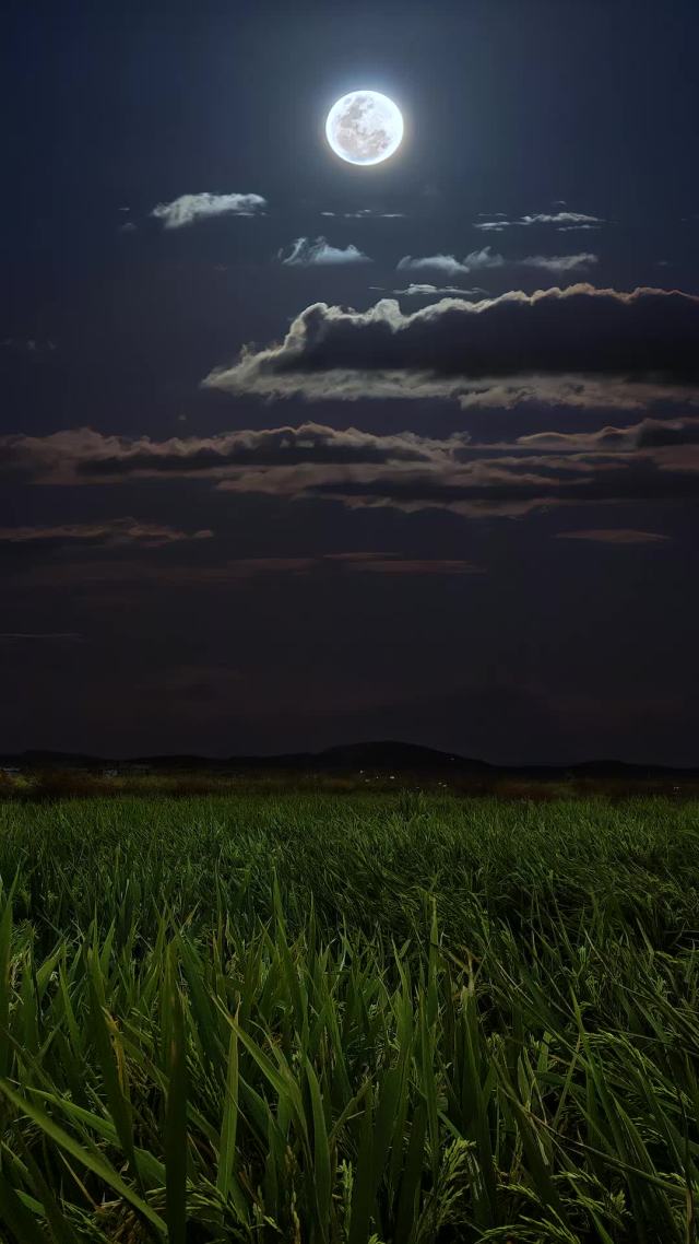 青草