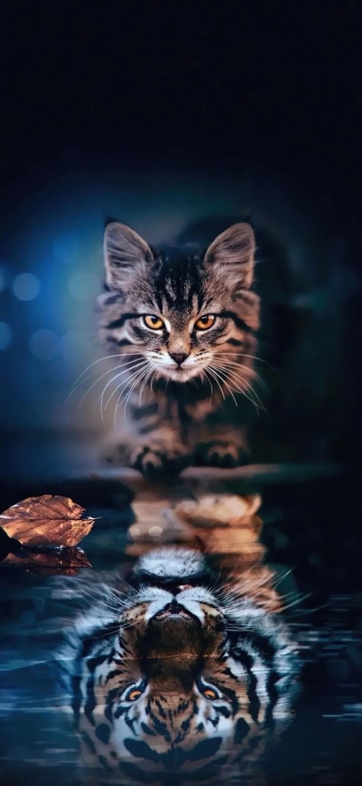 猫咪与老虎