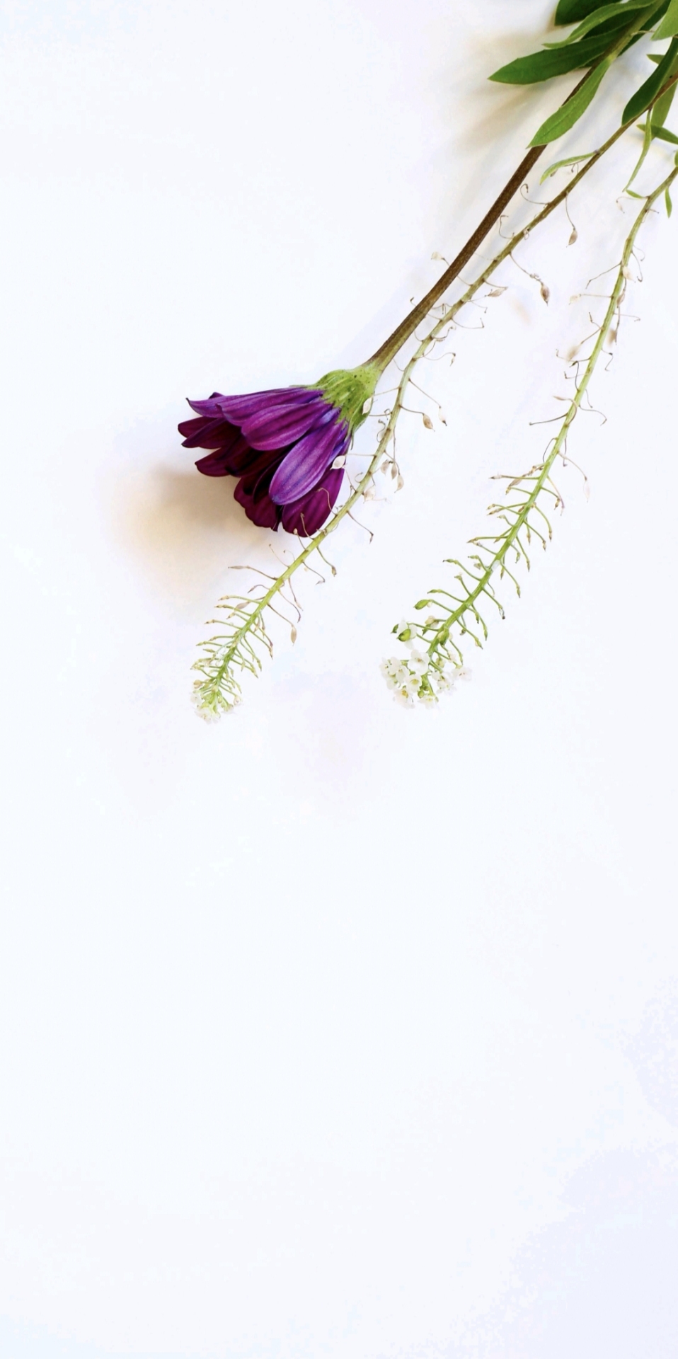 小清新
