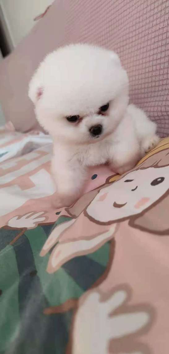 鼎鼎