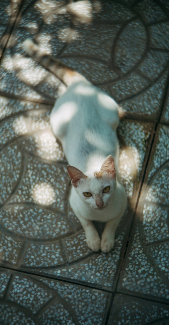 可爱猫咪