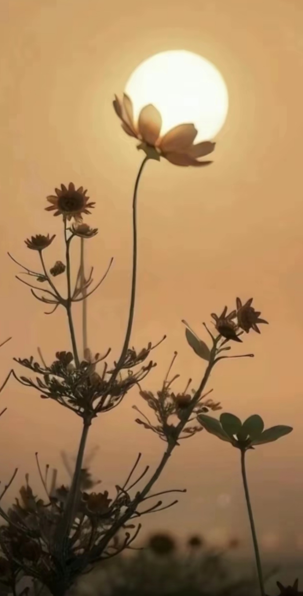 自然景观