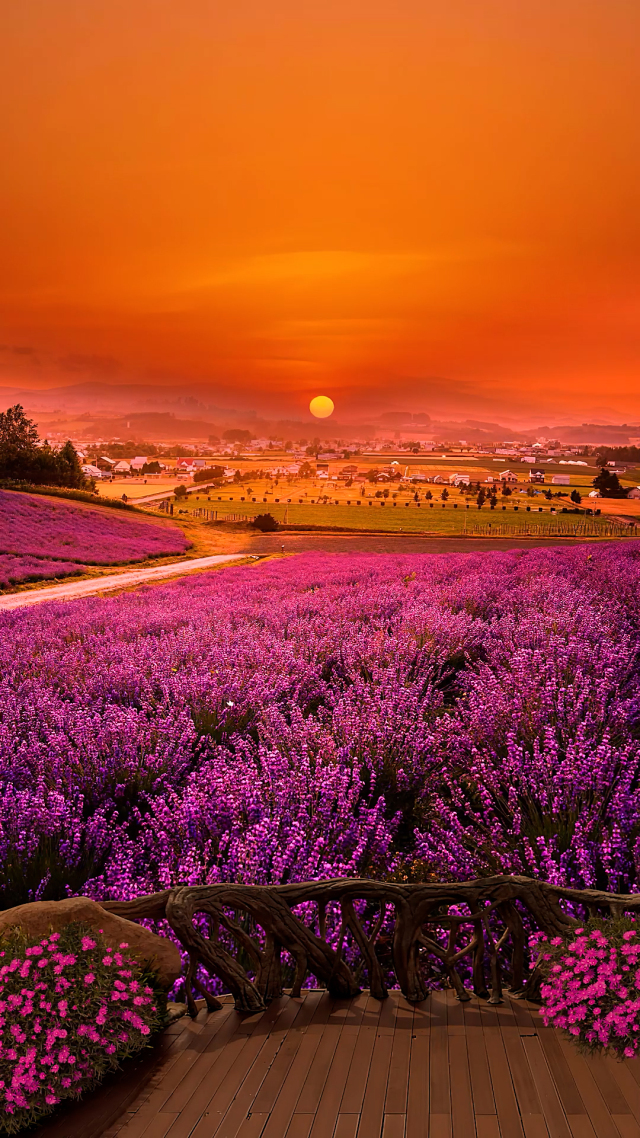 夕陽下的花海