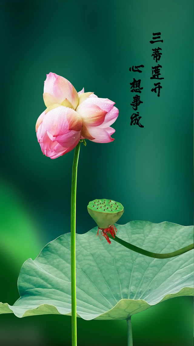 三蒂莲