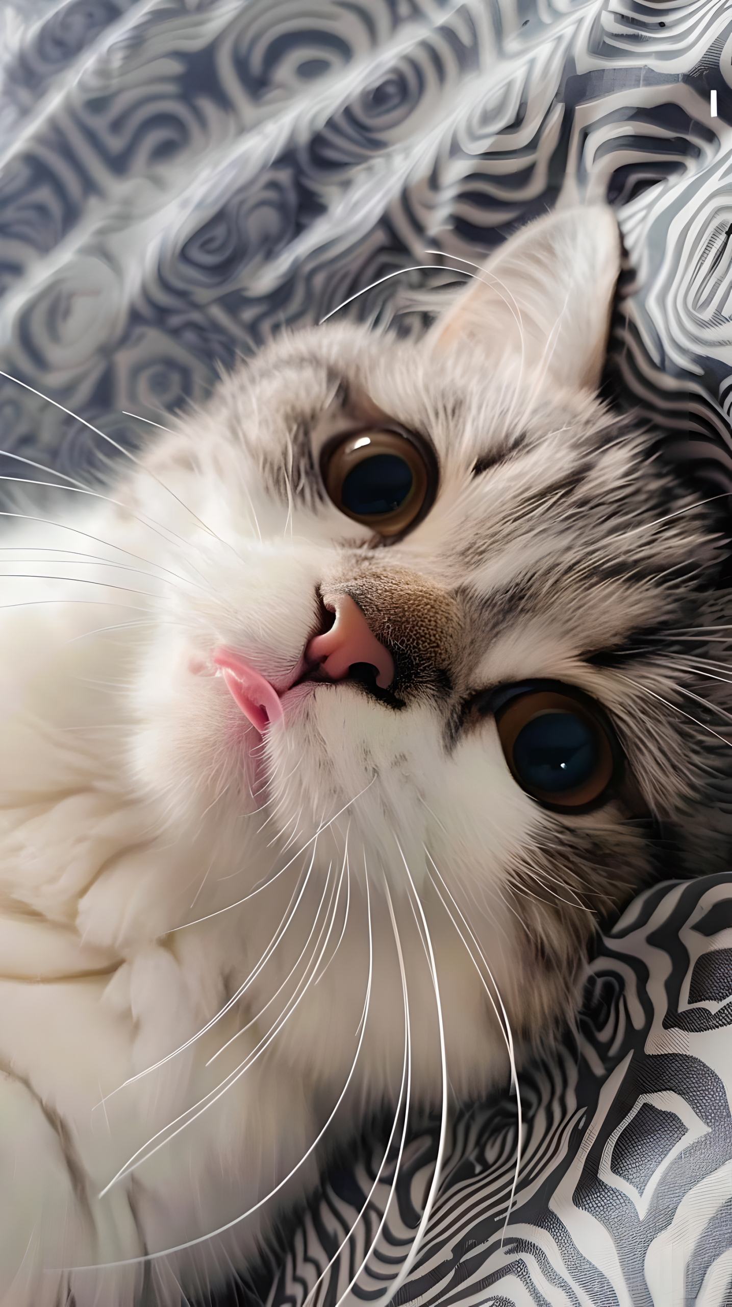 可爱猫咪萌宠治愈喵星人