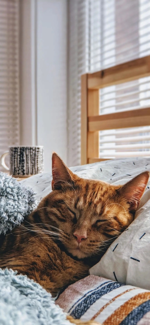 鼾睡的猫咪