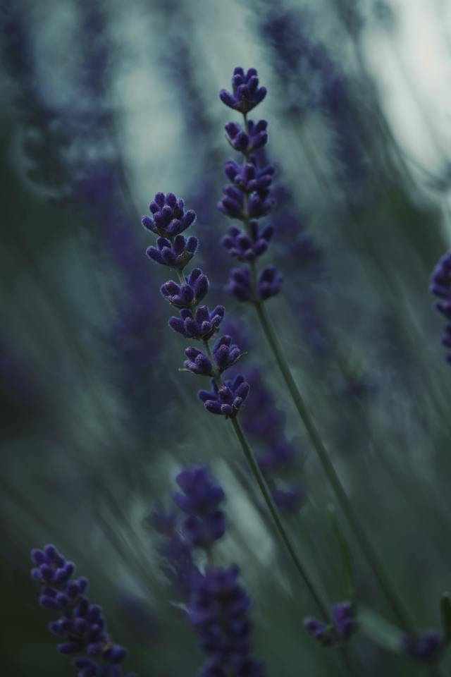深色护眼花朵