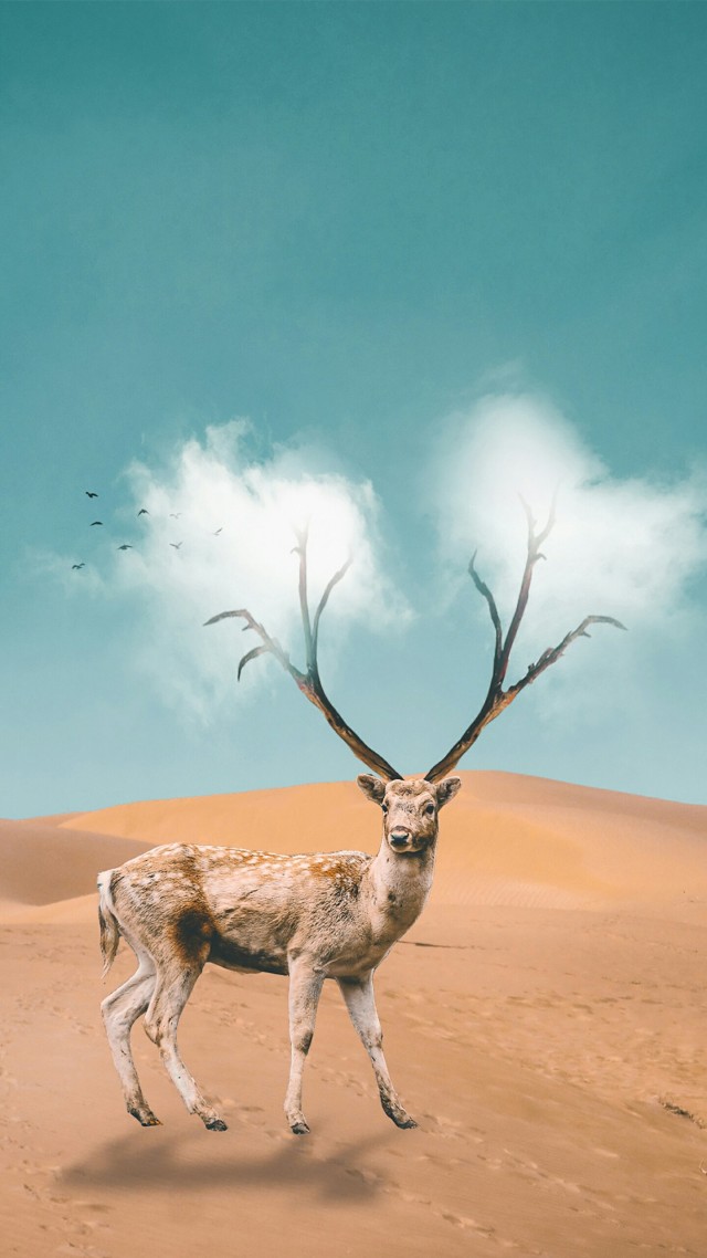 鹿鹿