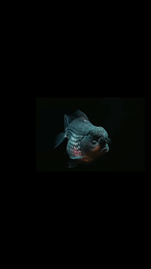 唯美金魚4k鎖屏壁紙