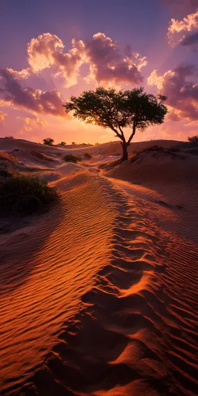 沙海孤树，落日熔金