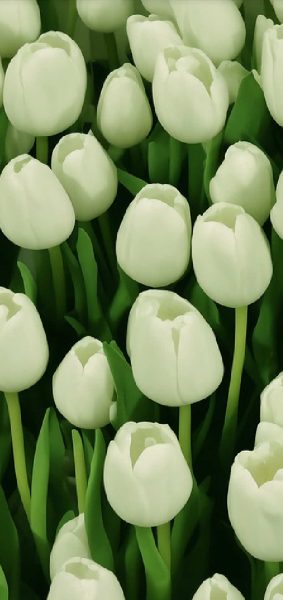 鬱金香花海