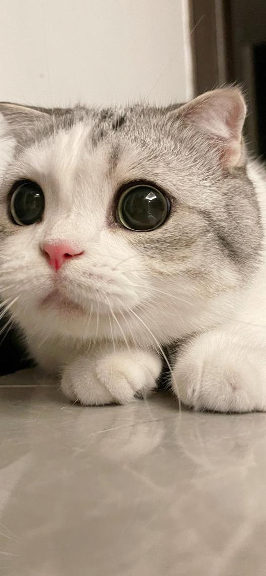 猫咪