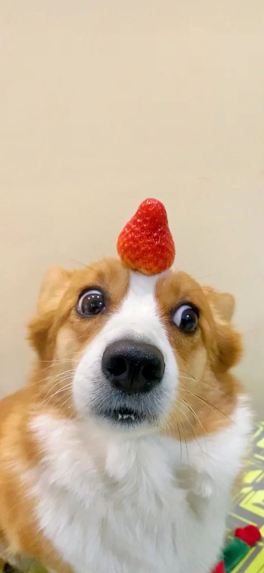 小狗
