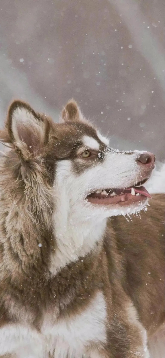 犀利的眼神