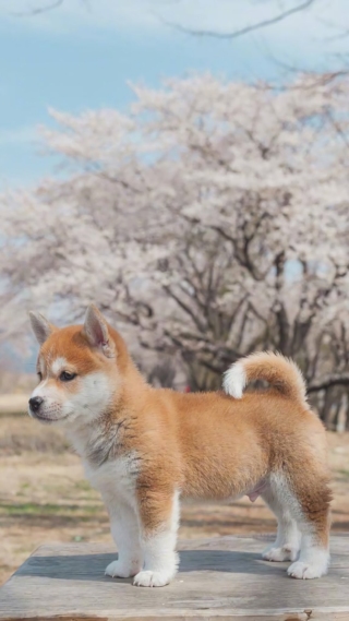 小狗