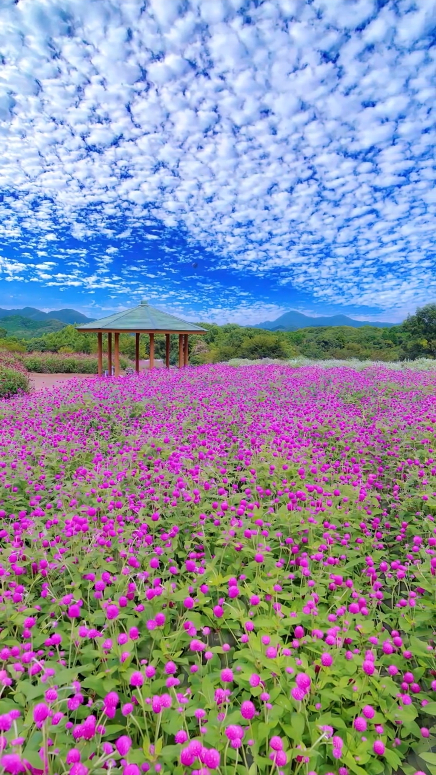 藍天白雲紫色花海