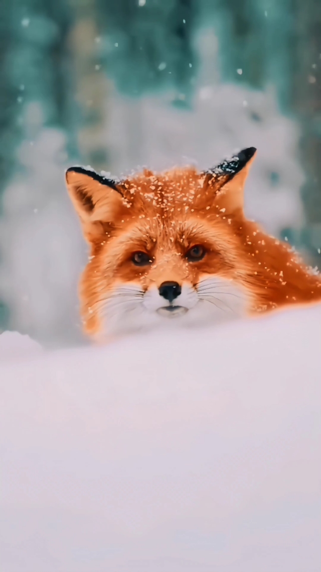 雪中的狐狸