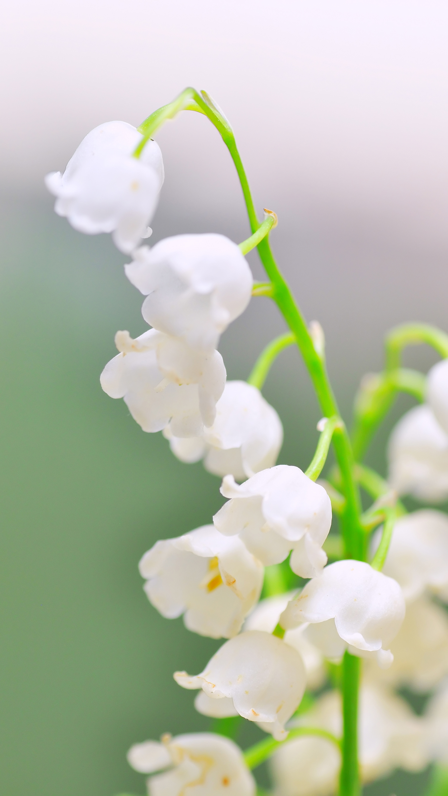【幸福的小叮噹 清新花卉】