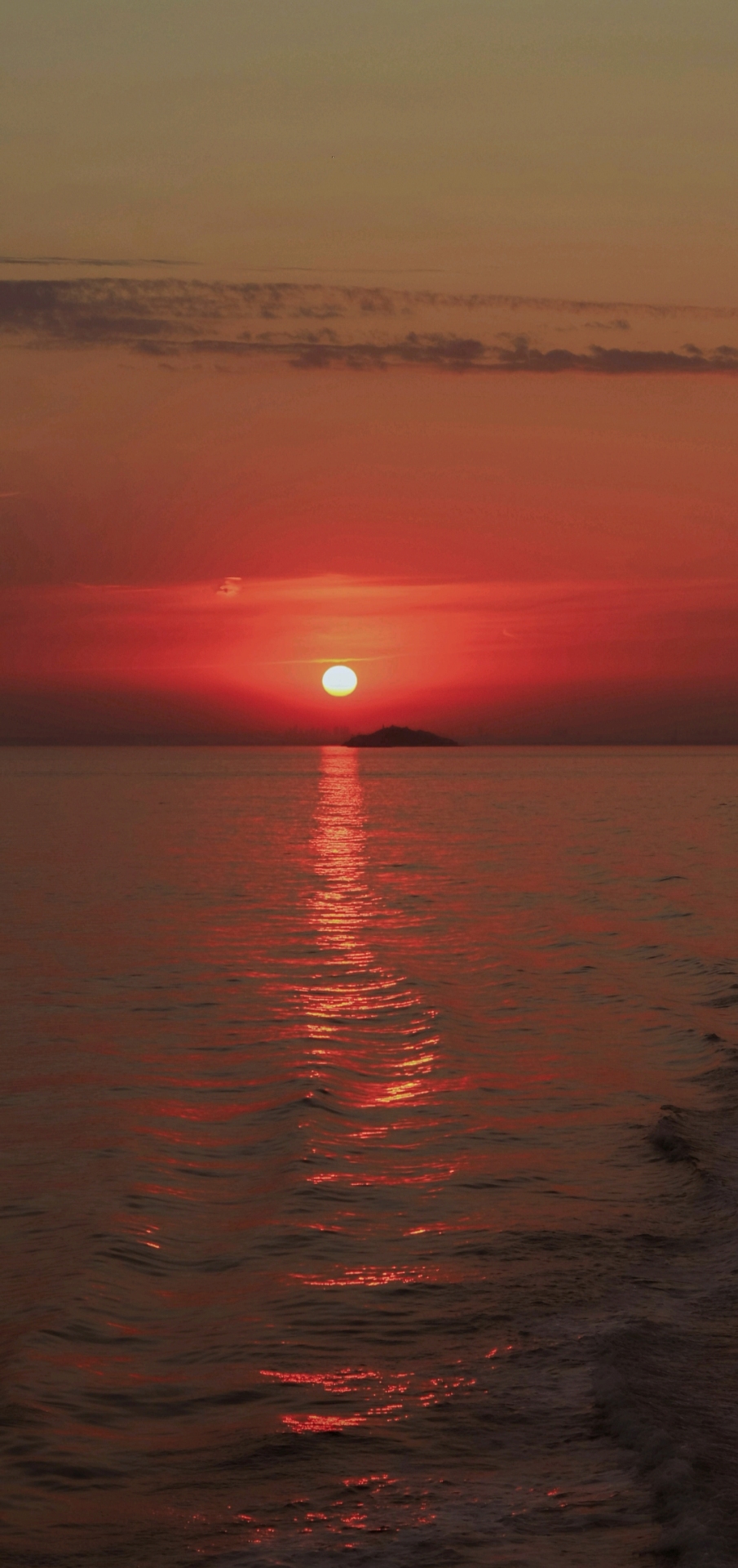 夕阳红