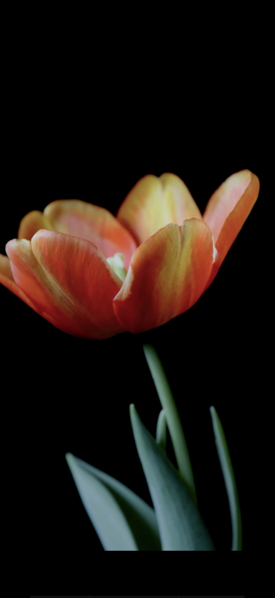 護眼一朵花