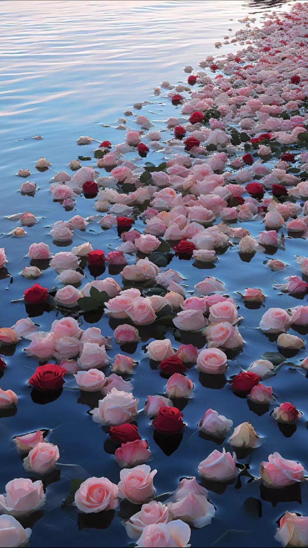 花河