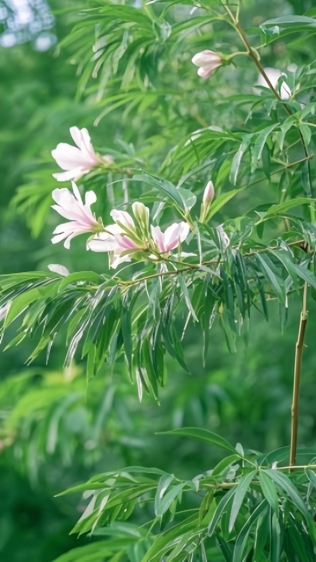 自然風景