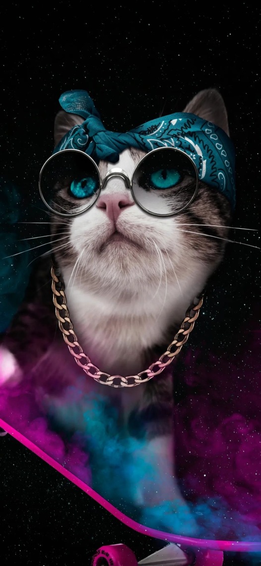 猫