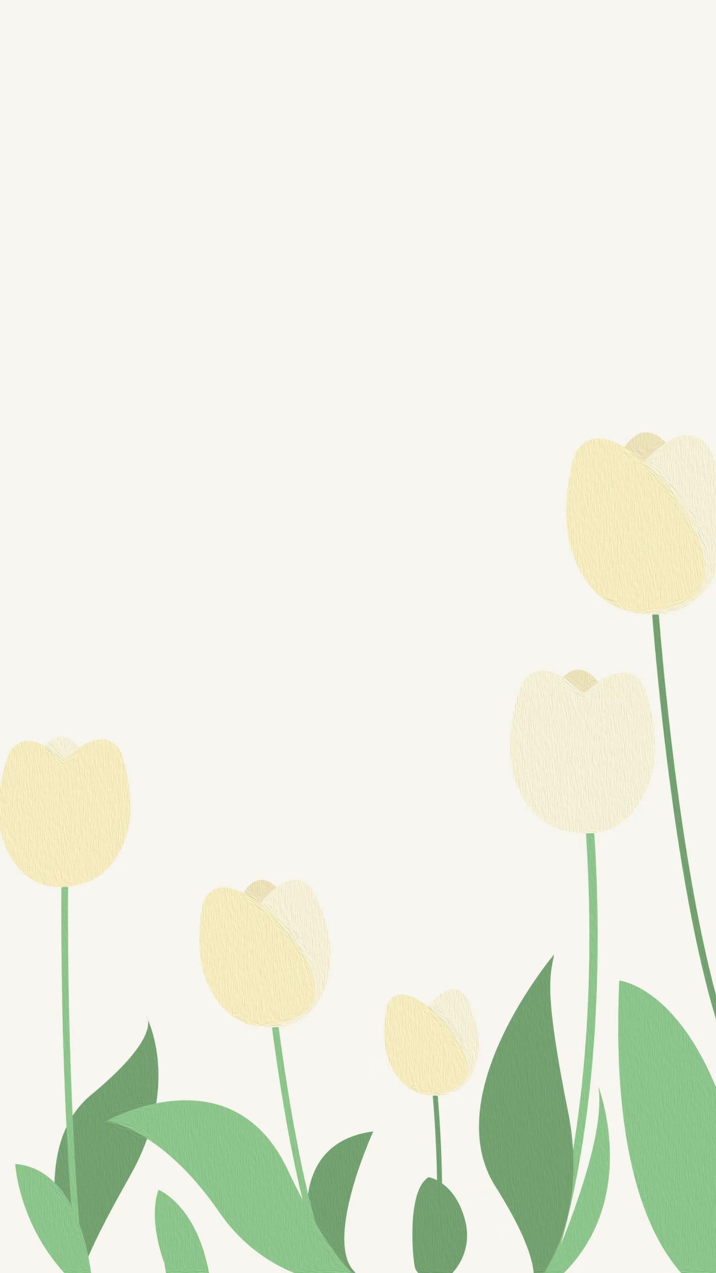 鬱金香Tulips