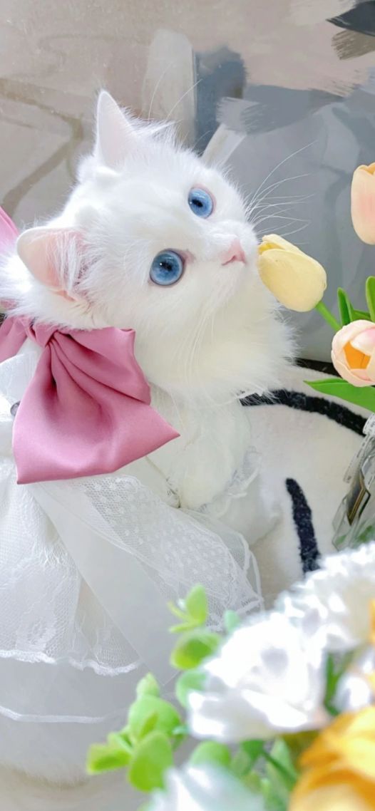 小猫