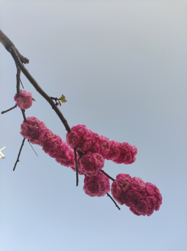 一枝独秀(小清新手机静态壁纸) - 小清新手机壁纸下载 - 元气壁纸