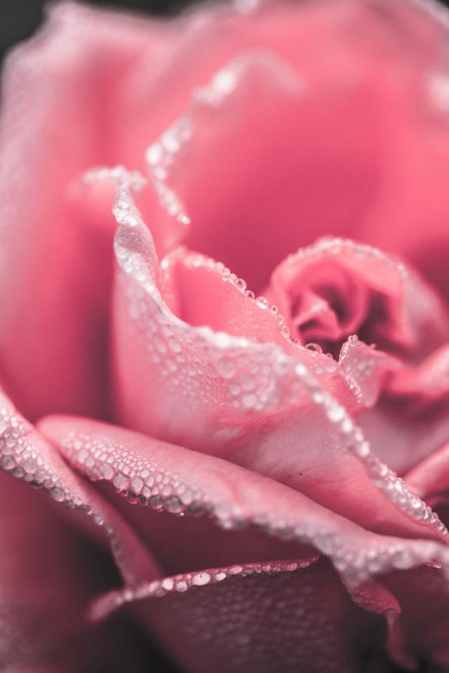 玫瑰花?