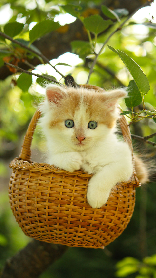 #篮子里的猫咪 可爱 (2)