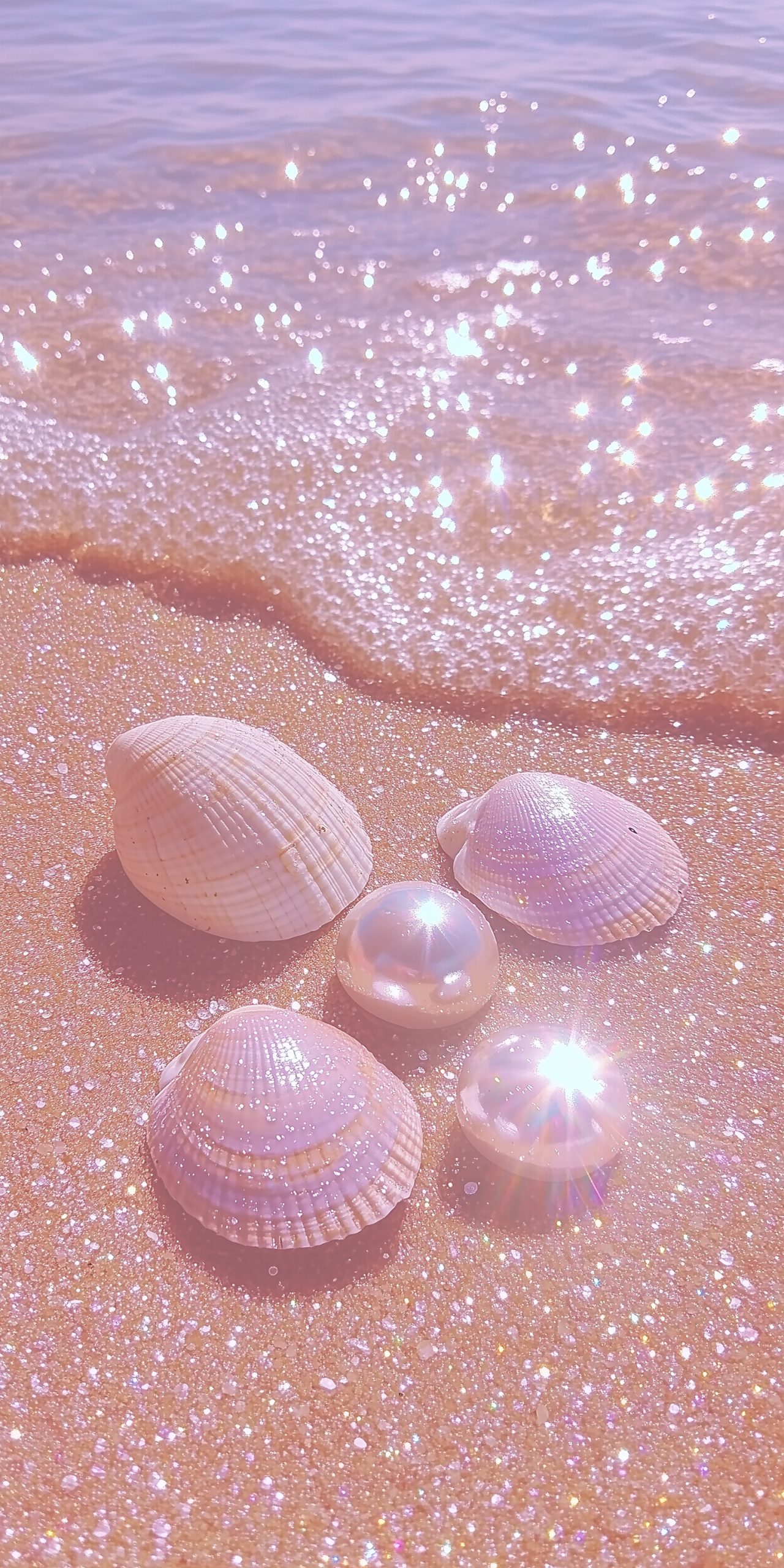 沙灘上的貝殼