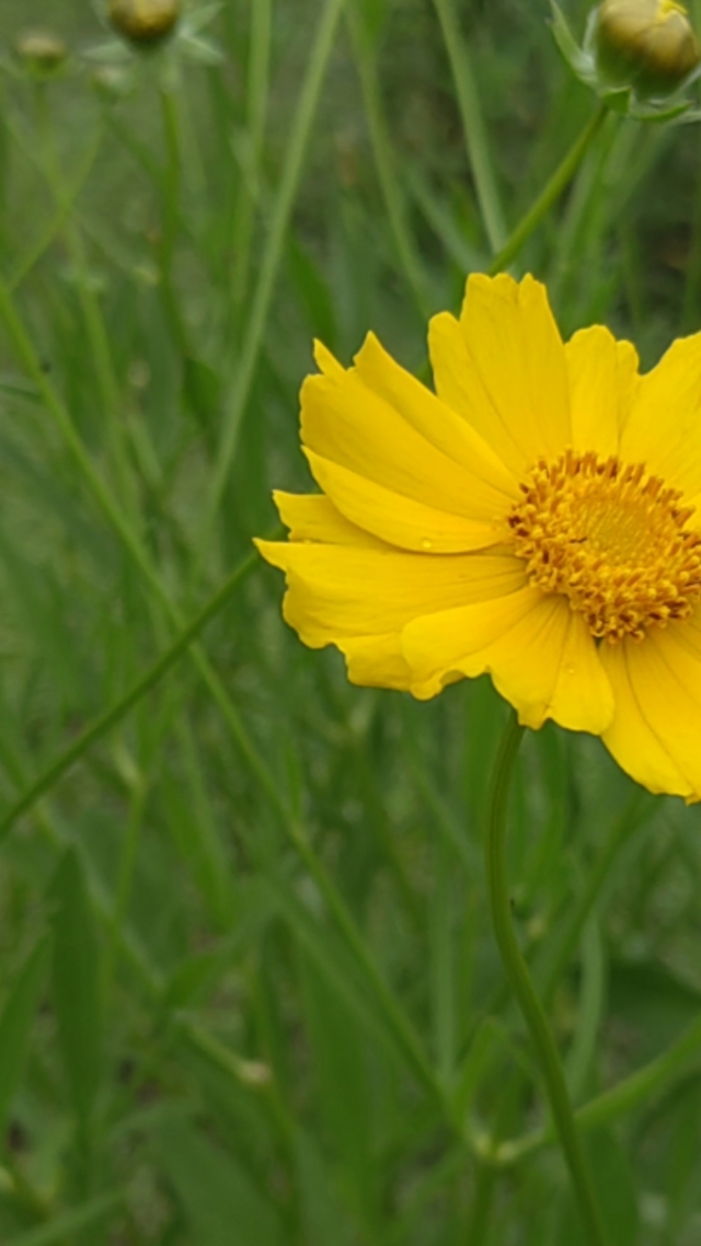 小黄花