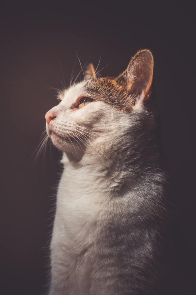 仰望