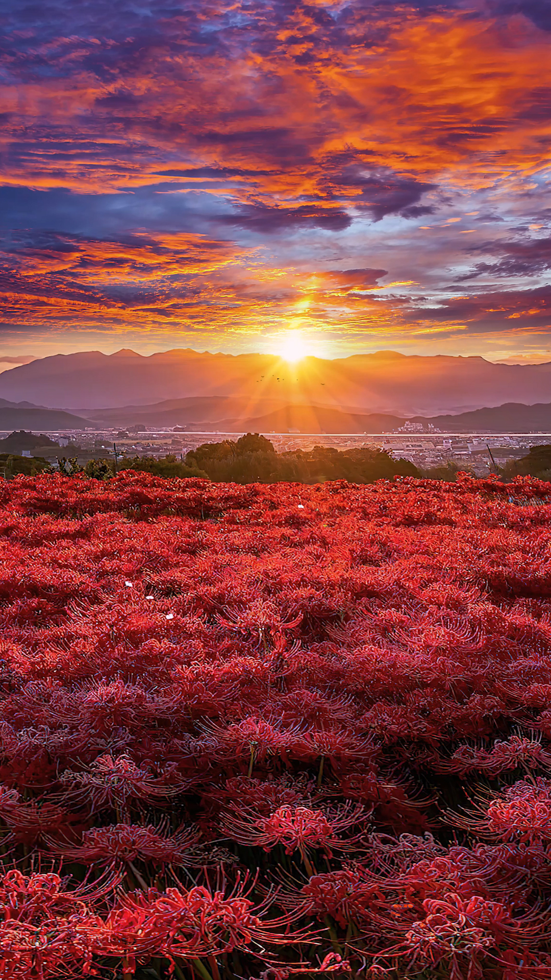 彼岸花晚霞
