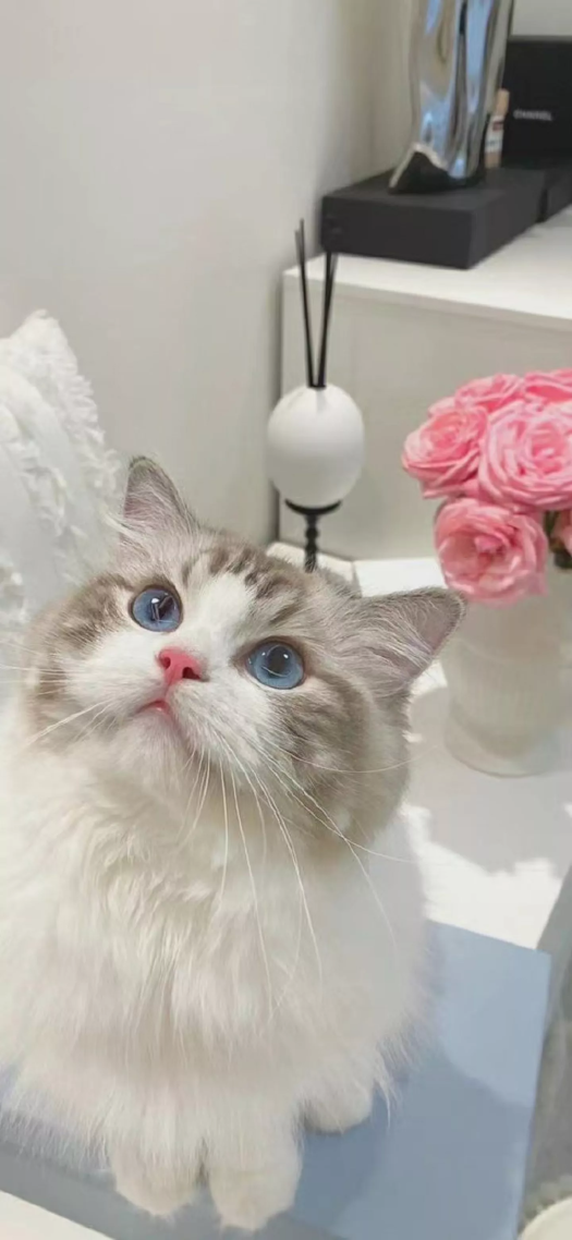 小猫咪
