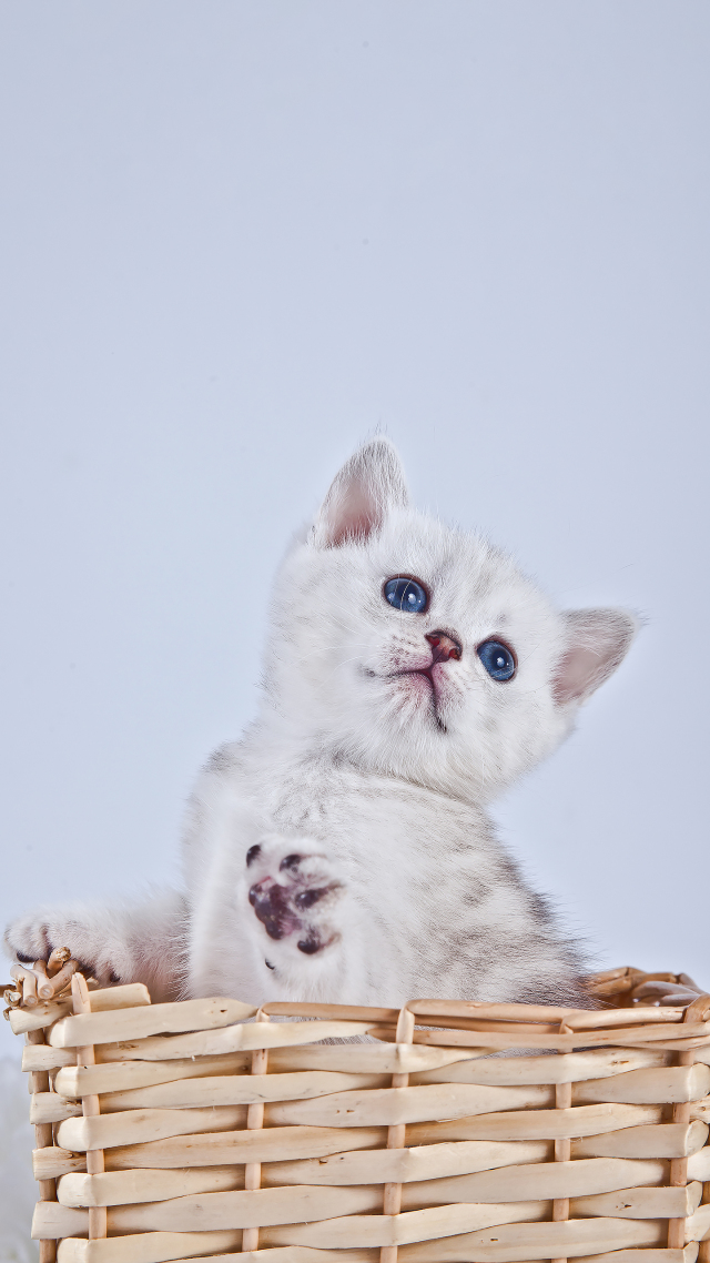 可爱的猫咪~萌宠