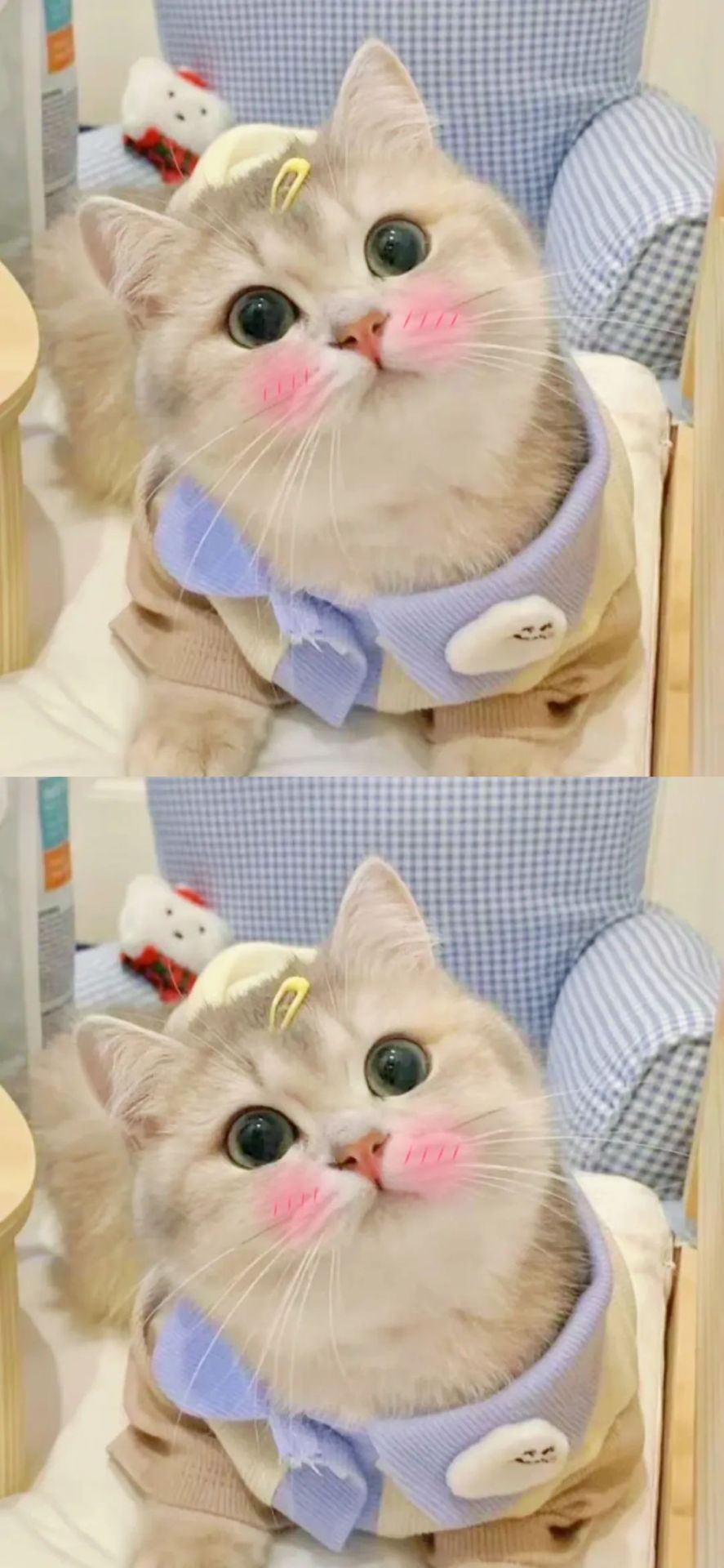 可愛小貓
