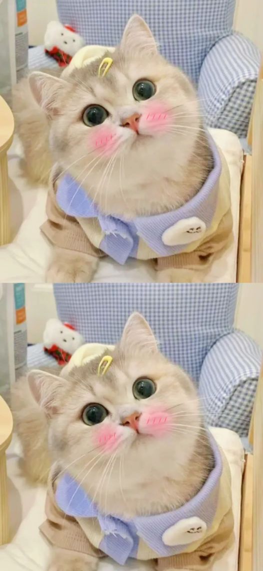可爱小猫