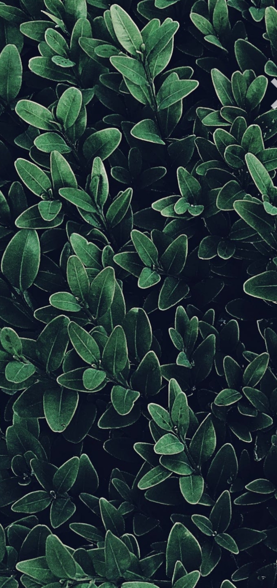 绿色清新护眼花草