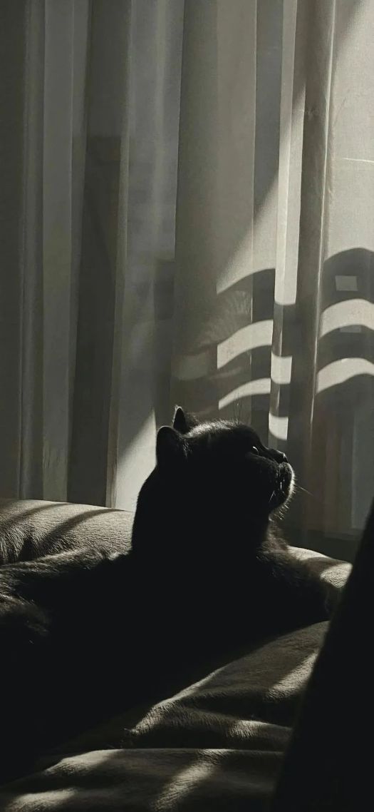小猫