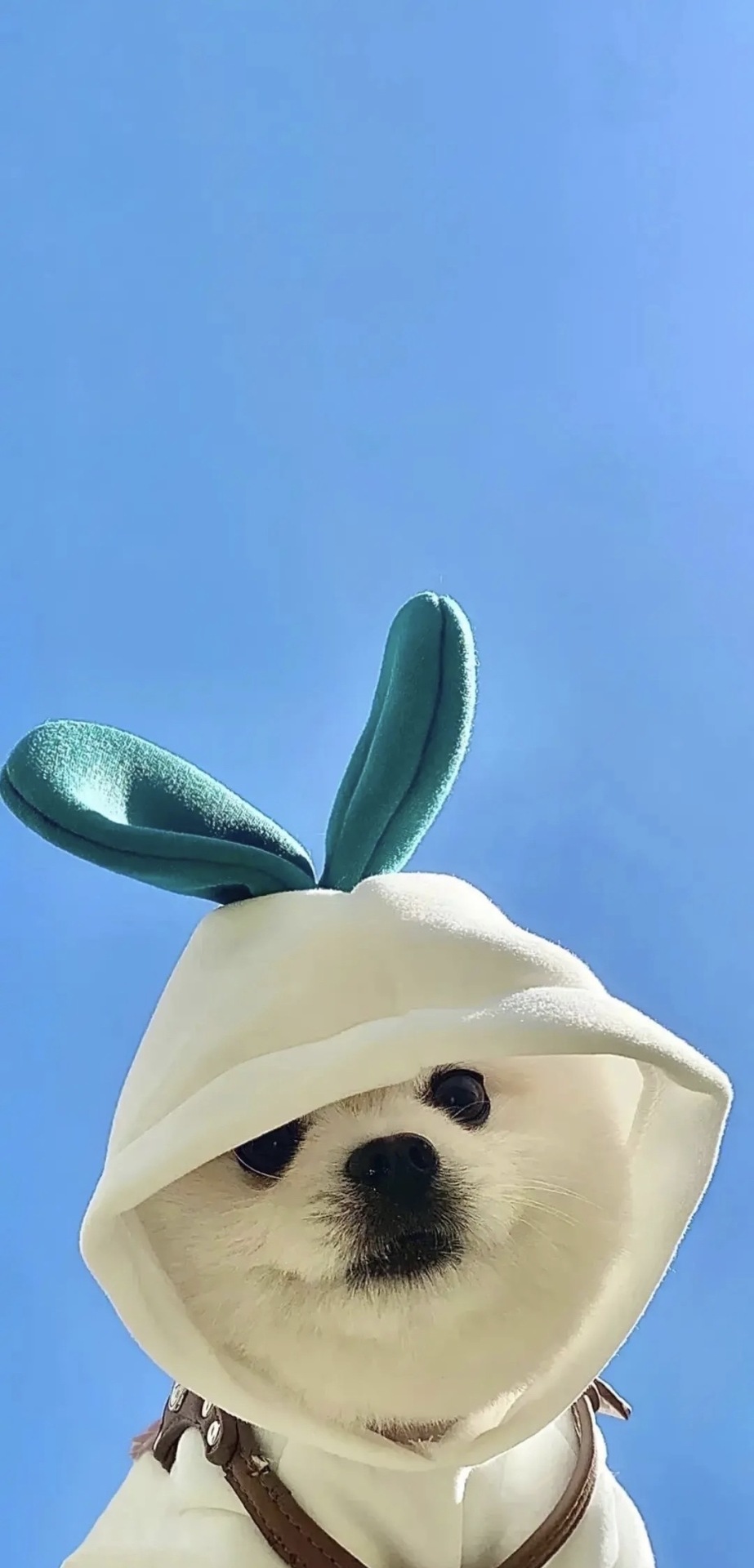 修狗