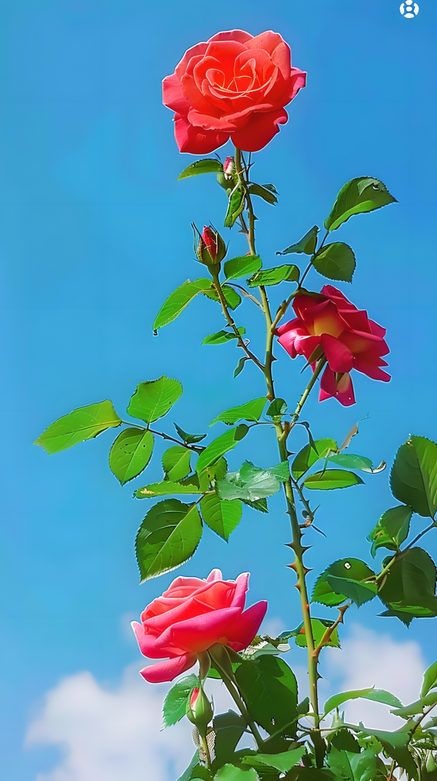 清新玫瑰花