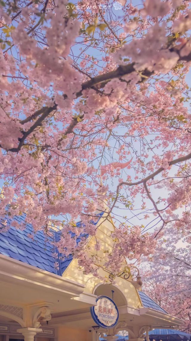 櫻花開過