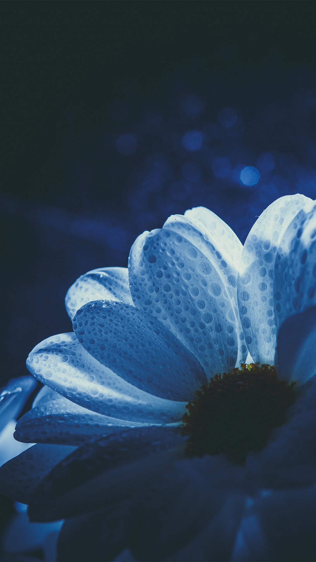 【夜晚的小雛菊】
