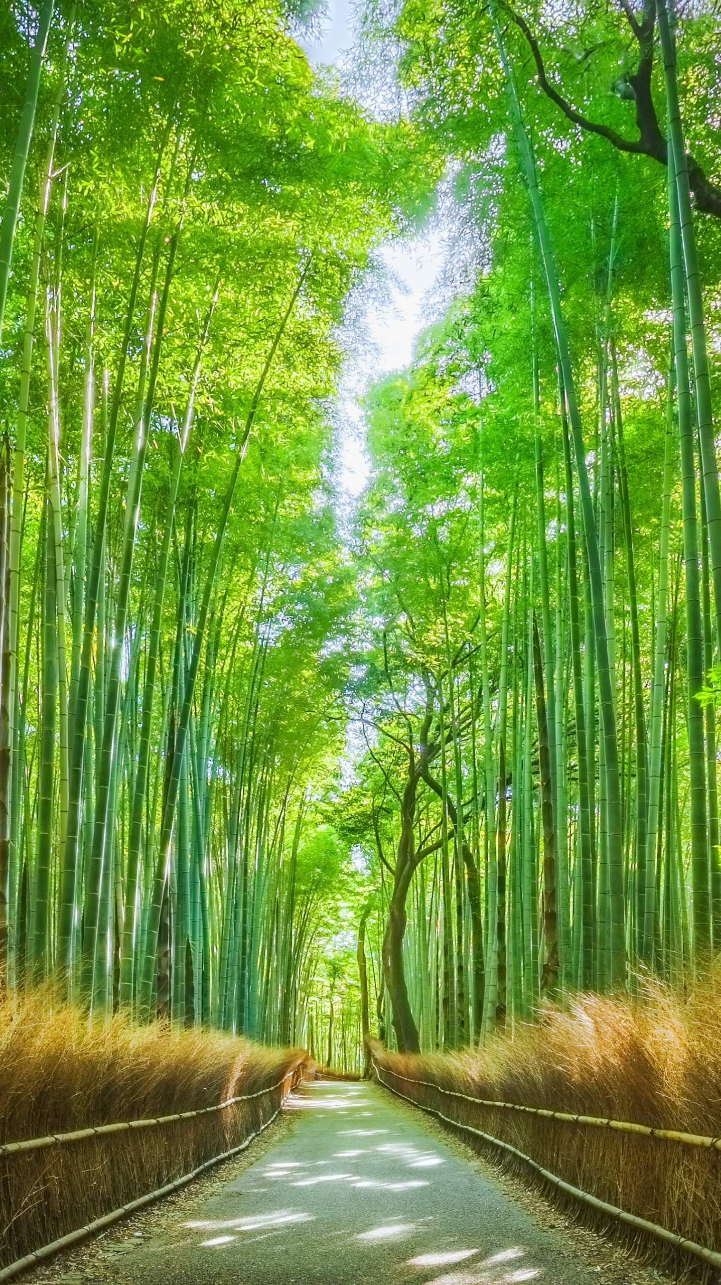 竹林小路