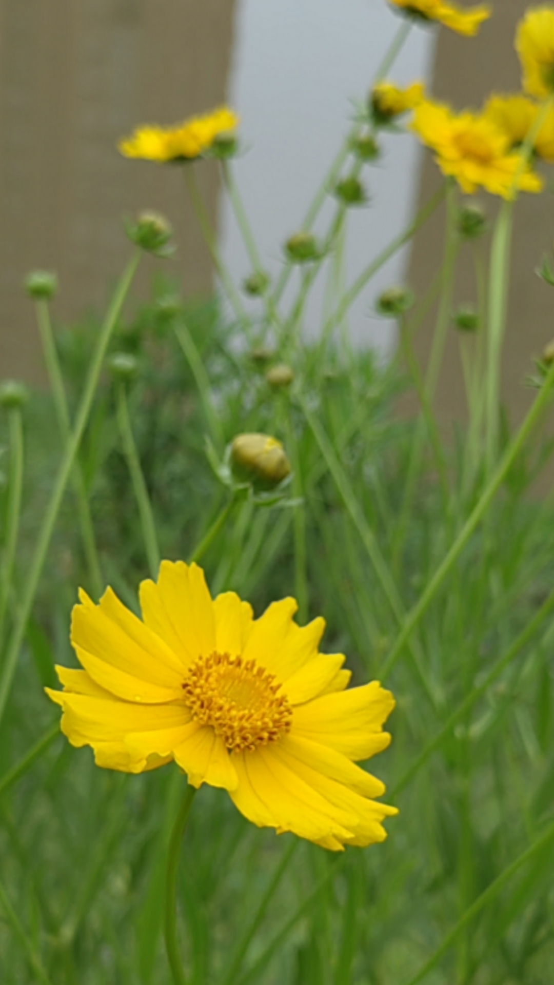 河邊花花