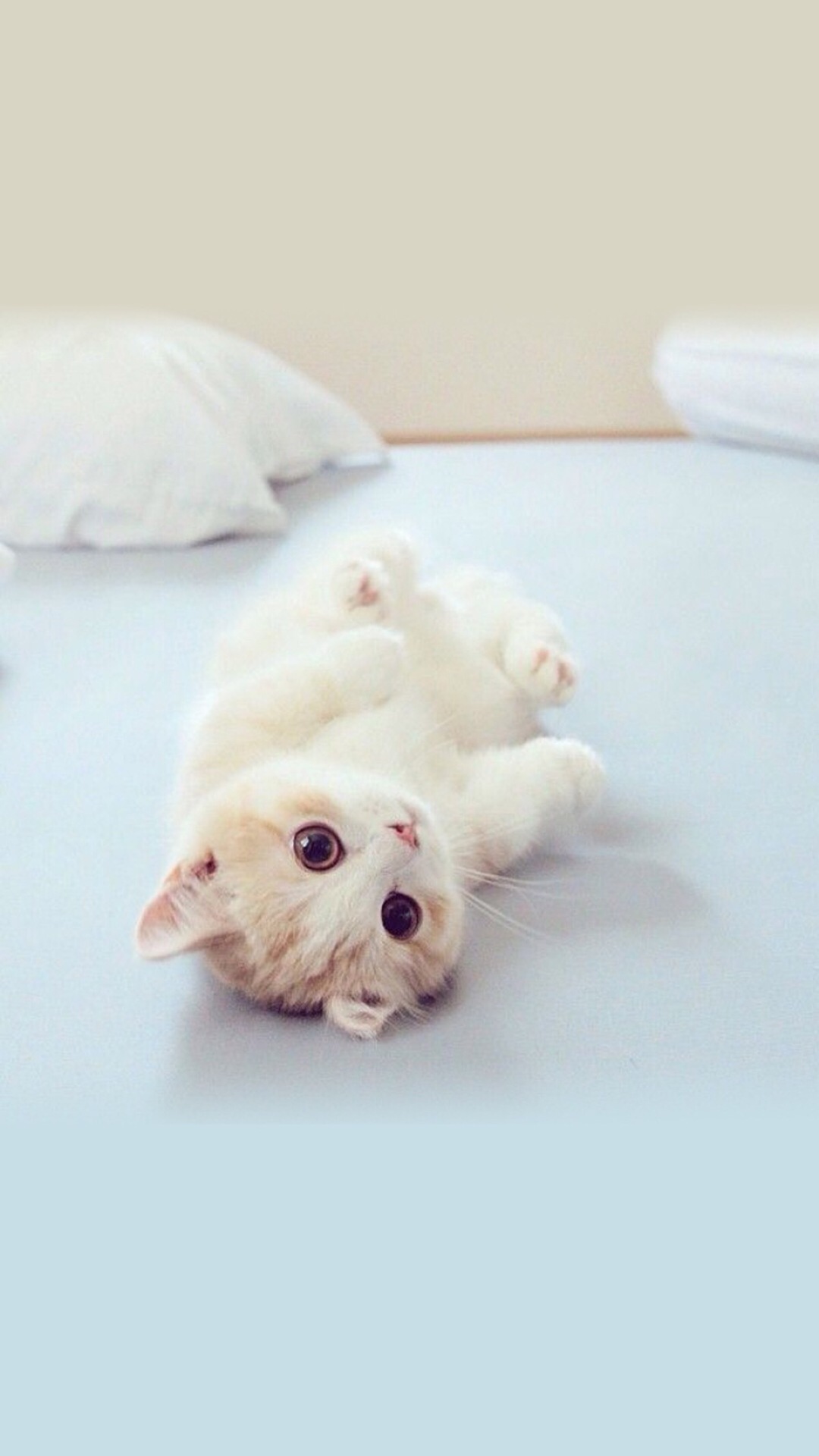 懒猫一只