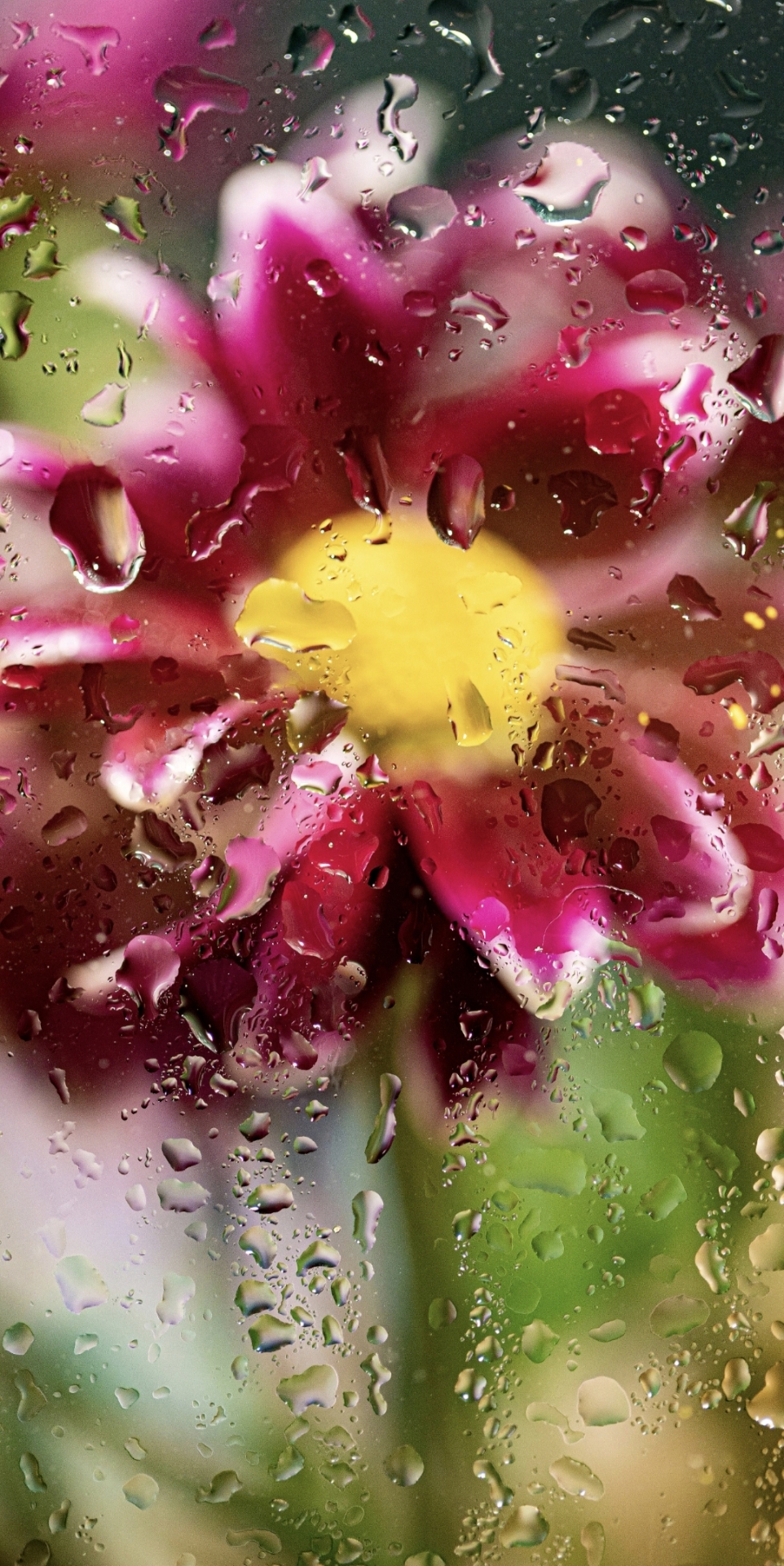 水霧花瓣